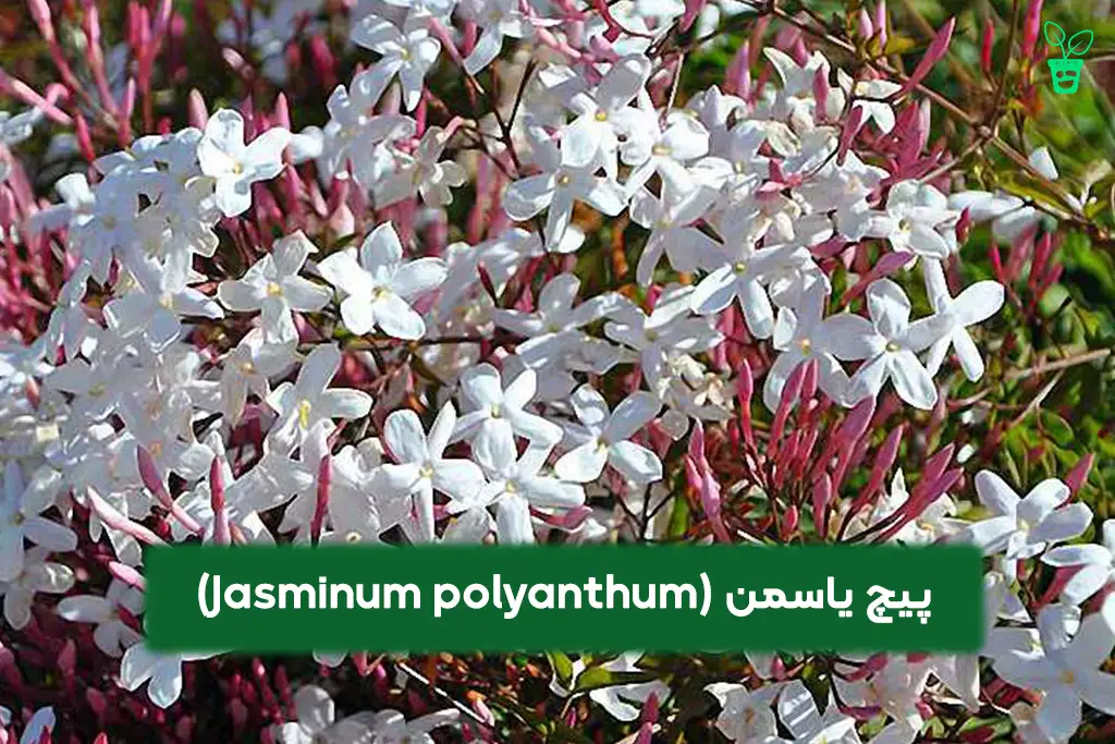 Jasminum polyanthum پیچ یاسمن