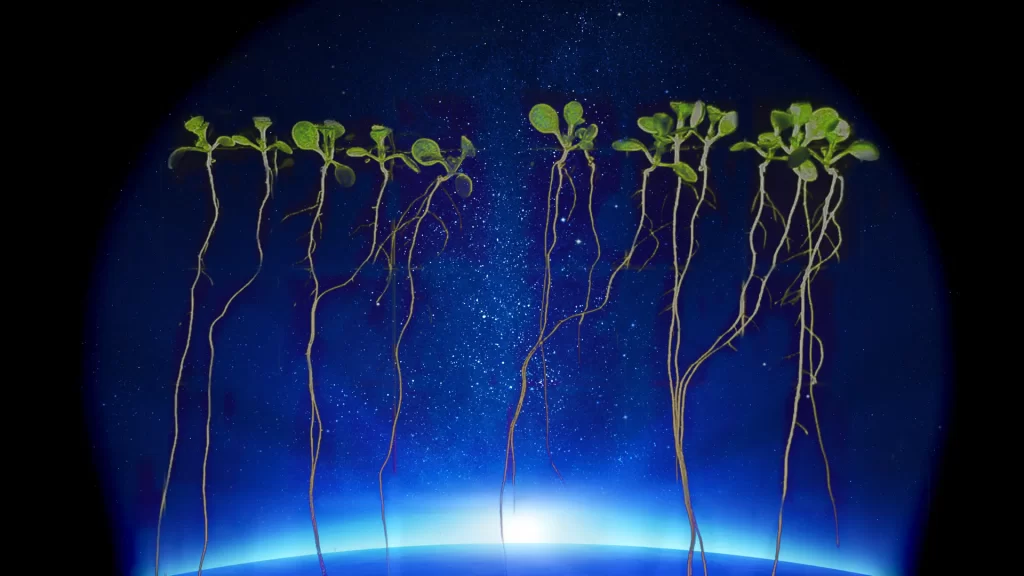 Macroscope-Main-Title-spaceplants2 مریخ و گیاه