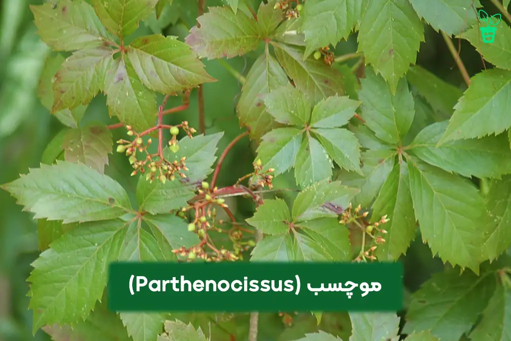 Parthenocissus مو چسب