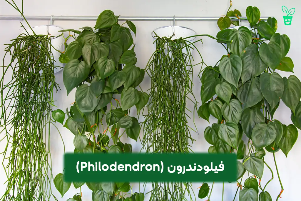 Philodendron فیلودندرون