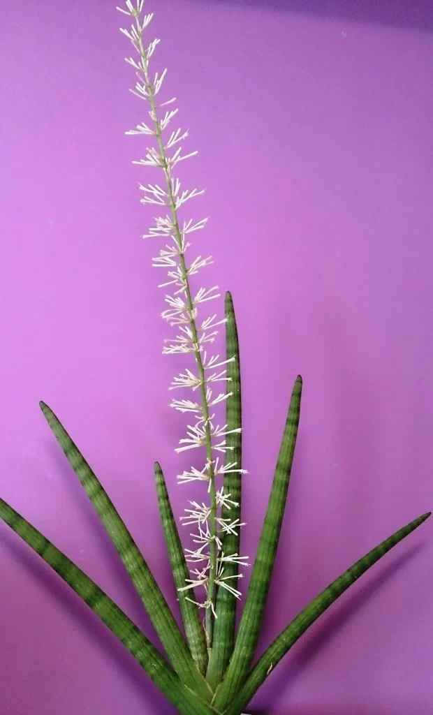 Sansevieria_cylindrica_flowers_7 سانسوریا تهران