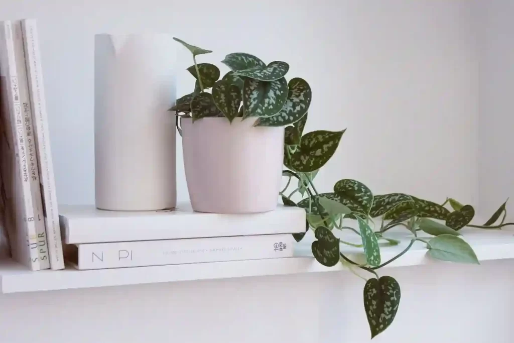 Satin+Pothos پوتوس خرید