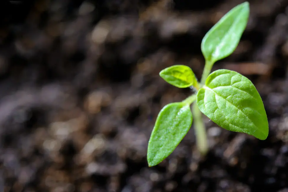 Sprout ادراک گیاهان