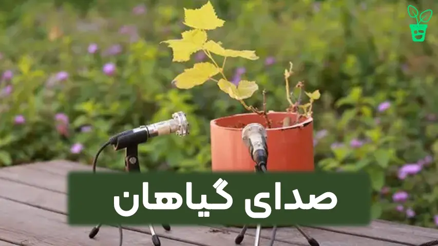 The sound of plants رمز گشایی از صدای گیاهان