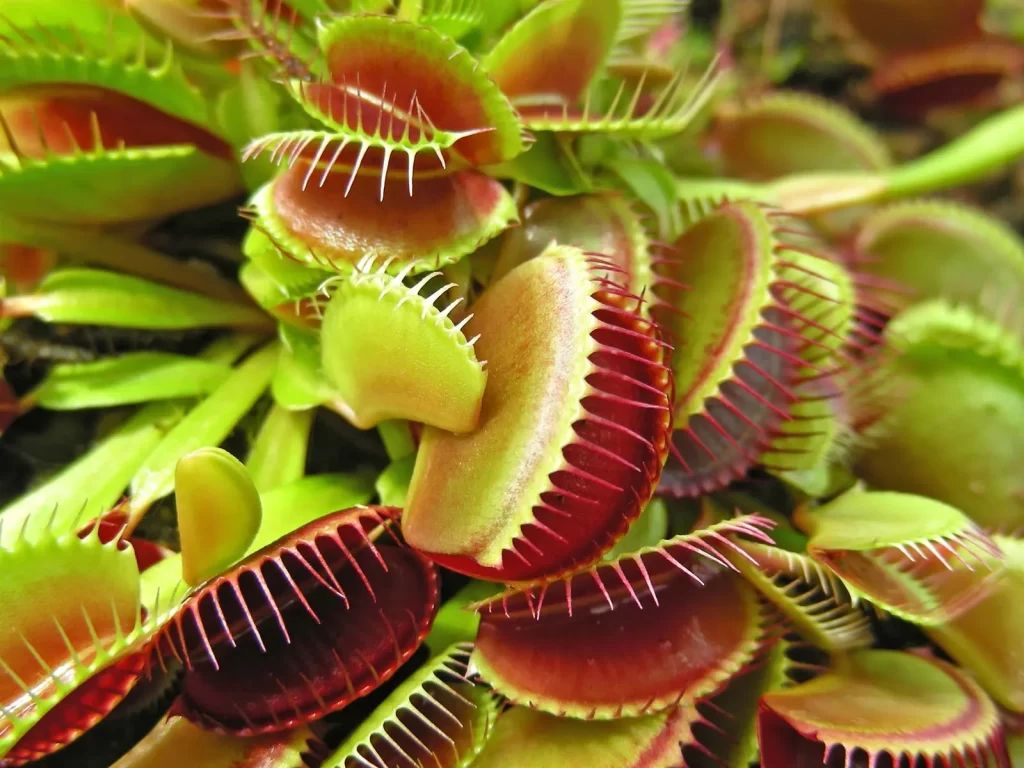 Venus-flytrap-traps-insects گیاهان گوشتخوار