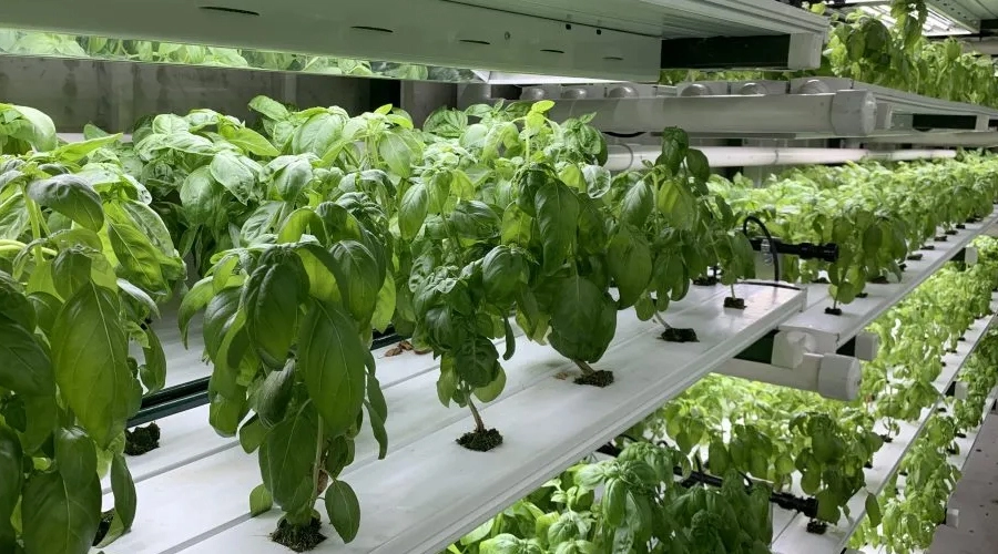 Ways-to-Grow-Hydroponics کشت هیدروپونیک