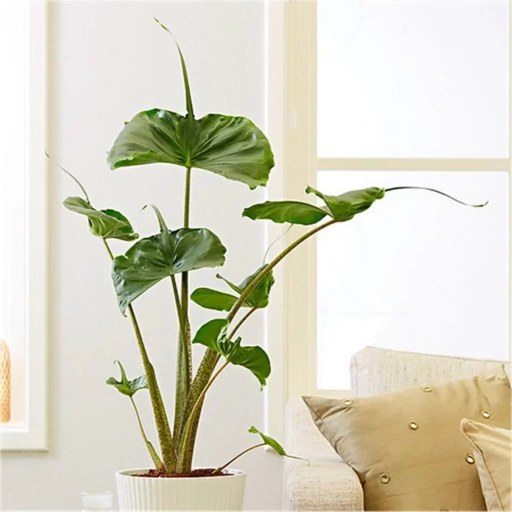 alocasia-stingray1 باباآدم