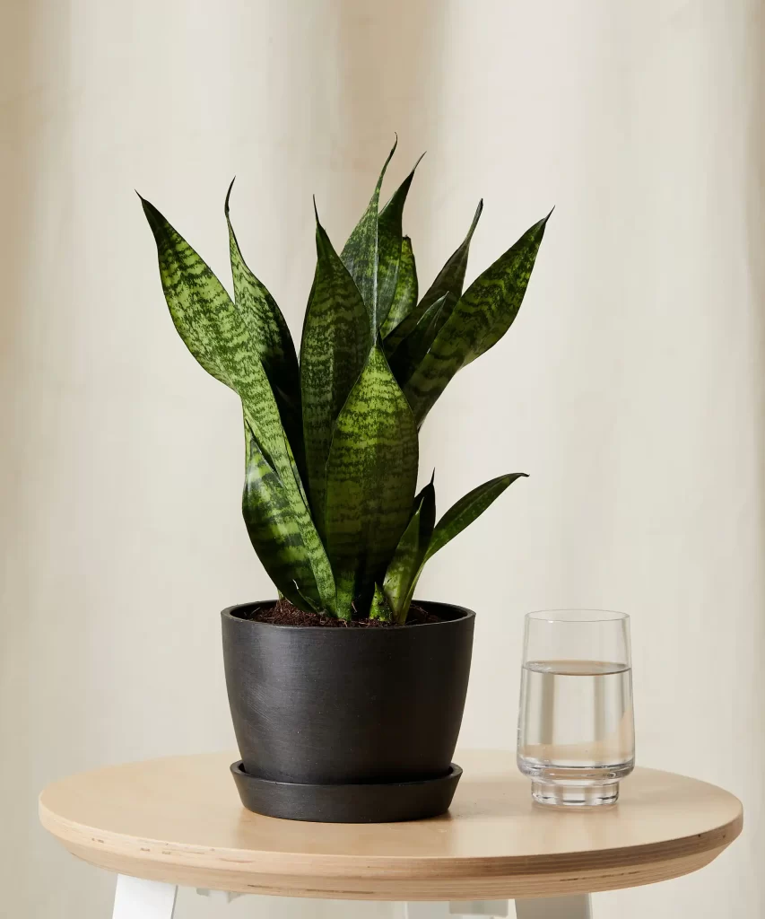 bloomscape_sanseveria_zeylancia_sm_charcoal-scaled کنه زرد شرقی