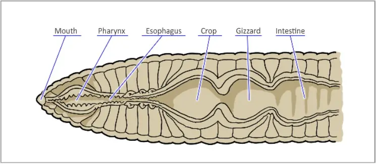 bouche_en مبارزه با کرم خاکی در باغچه