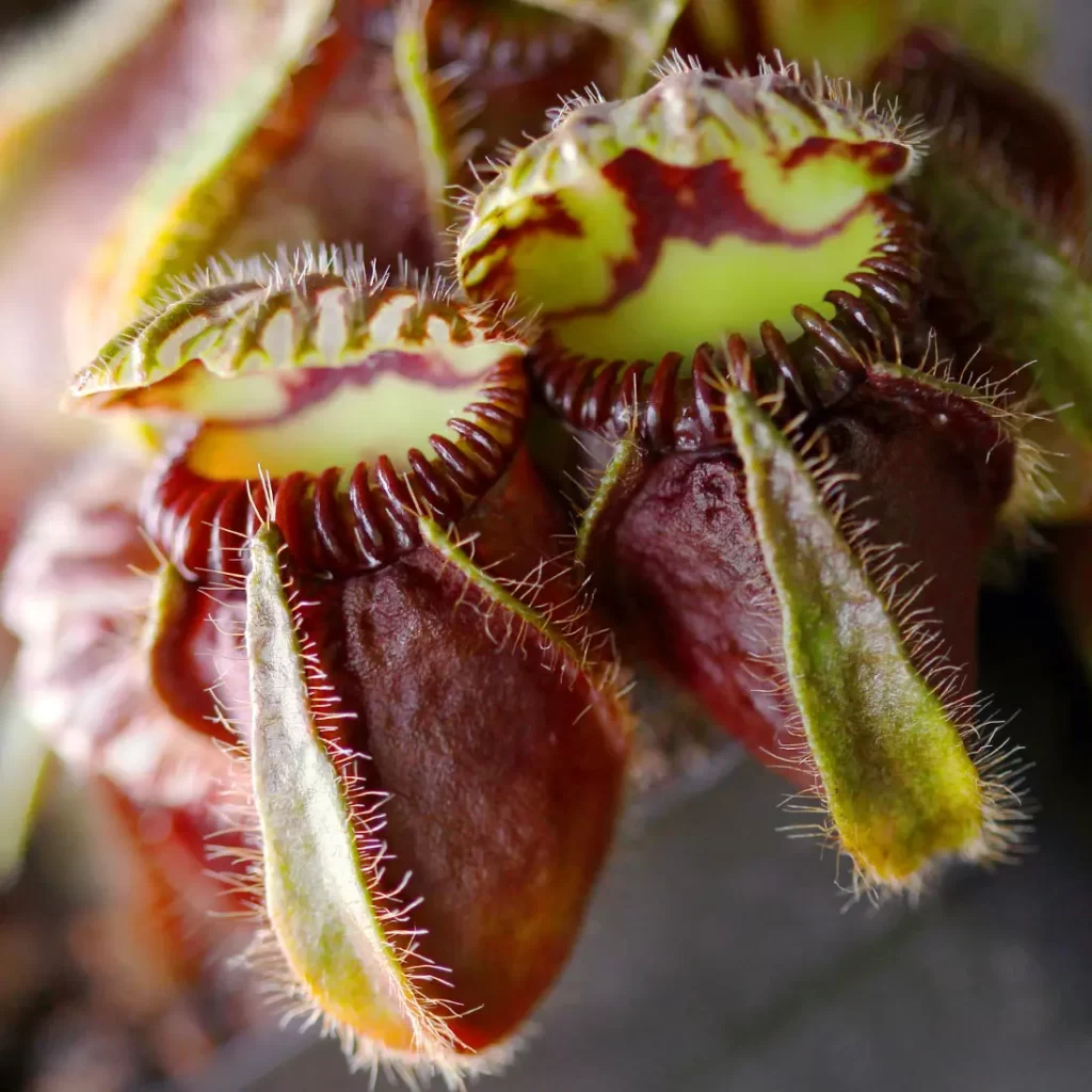 cephalotus-follicularis-7 تکثیر گیاهان گوشتخوار