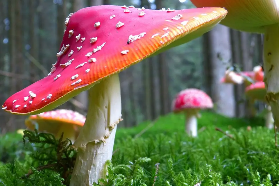champignon-risque-toxique ارتباط قارچ ها با جنگل ها