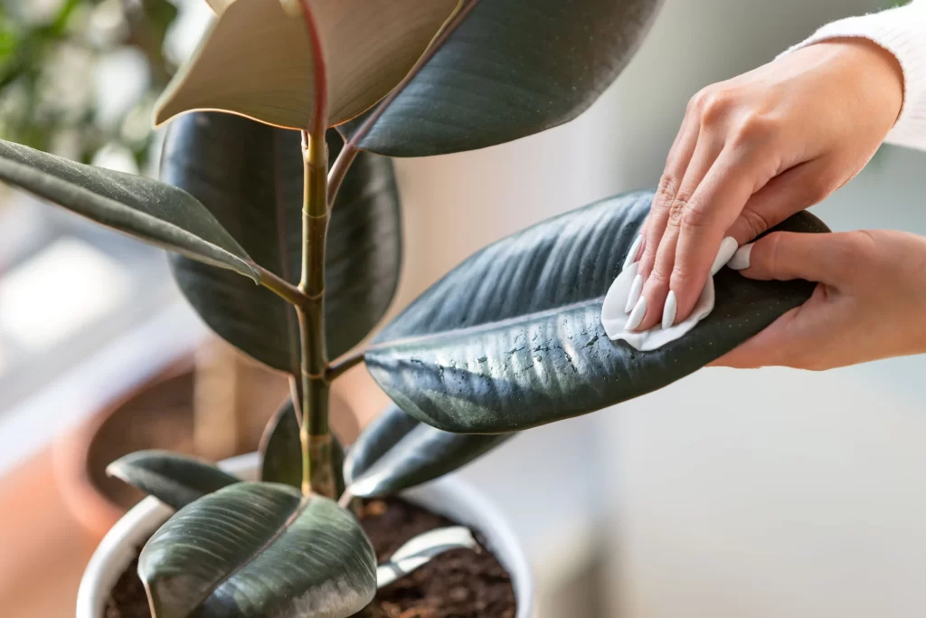 cleaning-rubber-tree-plant تمیزی برگ گیاهان