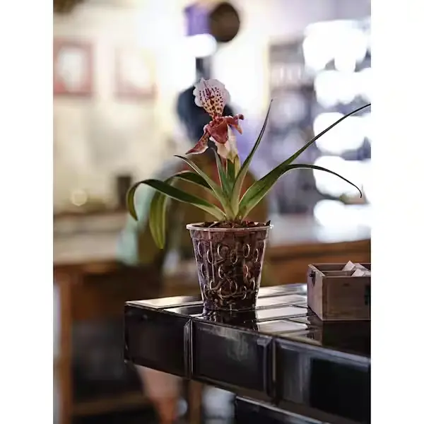 clear-plant-pots-tpl-orc14c-31_600 گلدان شفاف ارکیده