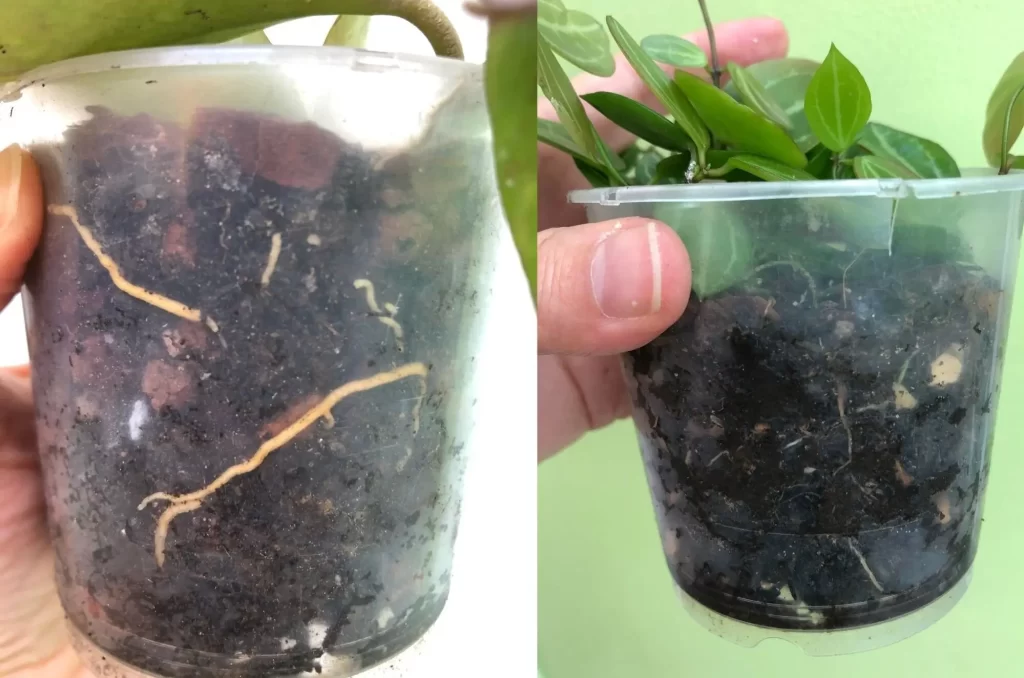 clearpots مزایای گلدان های شفاف