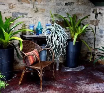 clu7al4rd038cgirap7r8q264 tillandsia xerographica.0.0.720.480.full