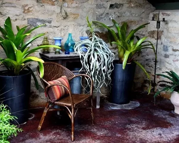 clu7al4rd038cgirap7r8q264 tillandsia xerographica.0.0.720.480.full