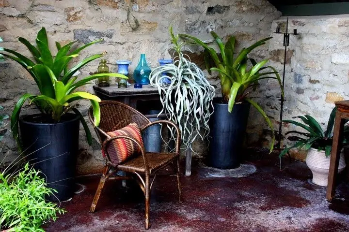 clu7al4rd038cgirap7r8q264 tillandsia