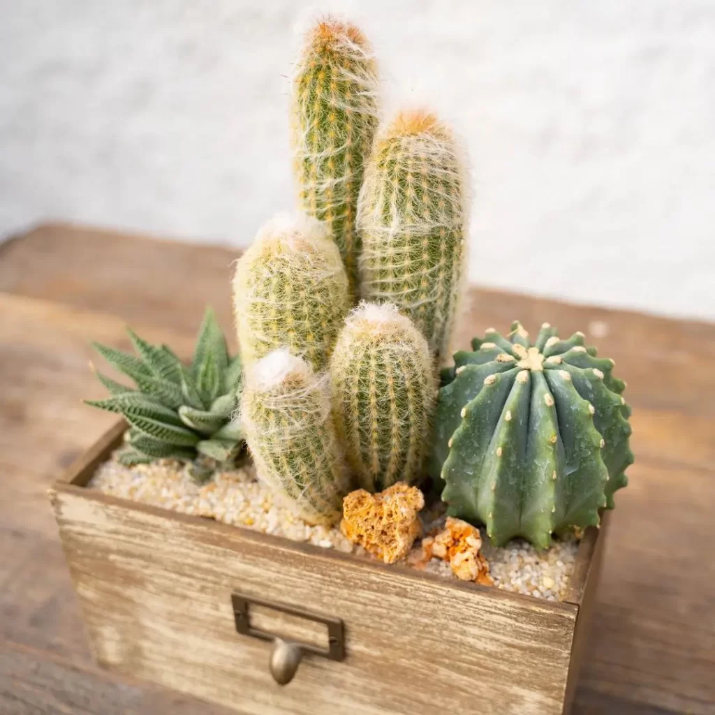 composizione-cactus-haworthia-componi-la-tua-mania-1396-2 کاکتوس و ساکولنت