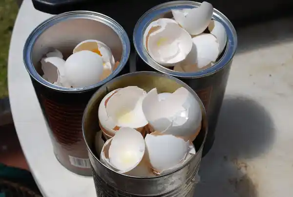 crushed-eggshells1-l تخم مرغ و کلسیم کود