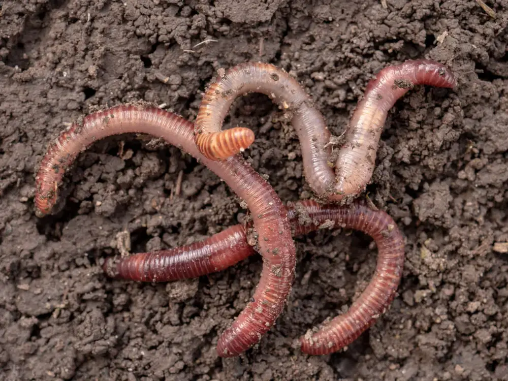 doug-blog-earthworms.jpg عکس کرم خاکی
