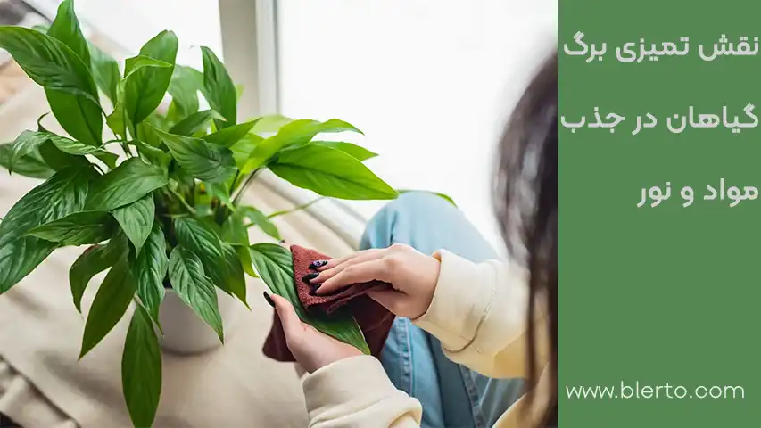 تمیز کردن برگ گیاهان