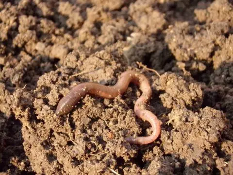 earthworm-686593_1920 فواید کرم خاکی