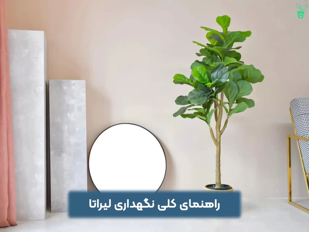 ficus-lyrata-fiddle-leaf-fig نگهداری لیراتا