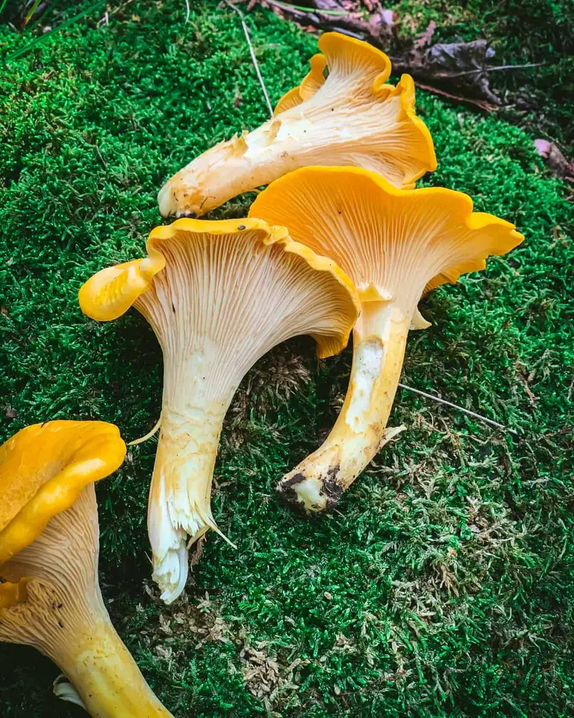 foraging-chanterelles-819x1024 قارچ و جنگل ها