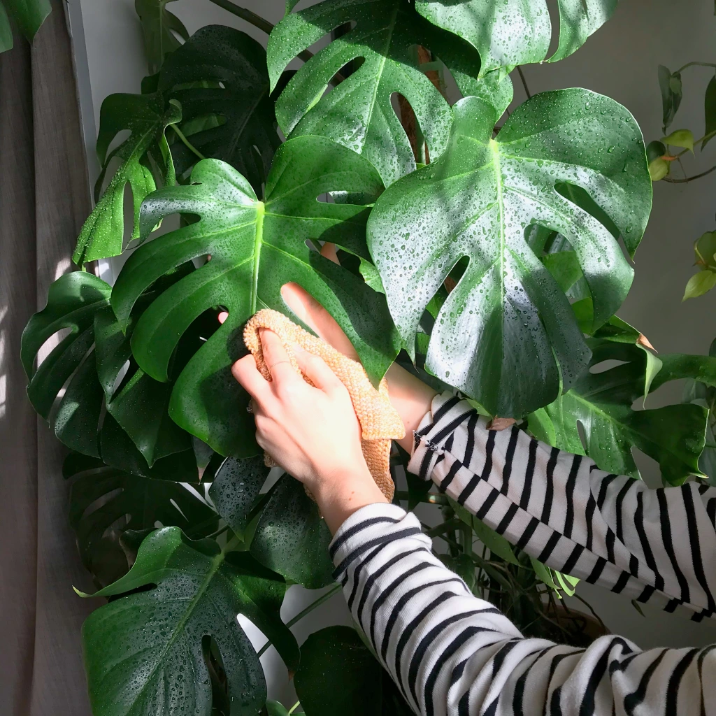 houseplanthouse_monstera_clean_your_leaves_laura_olympus_pen-1 alt=تمیز کردن برگ گیاهان