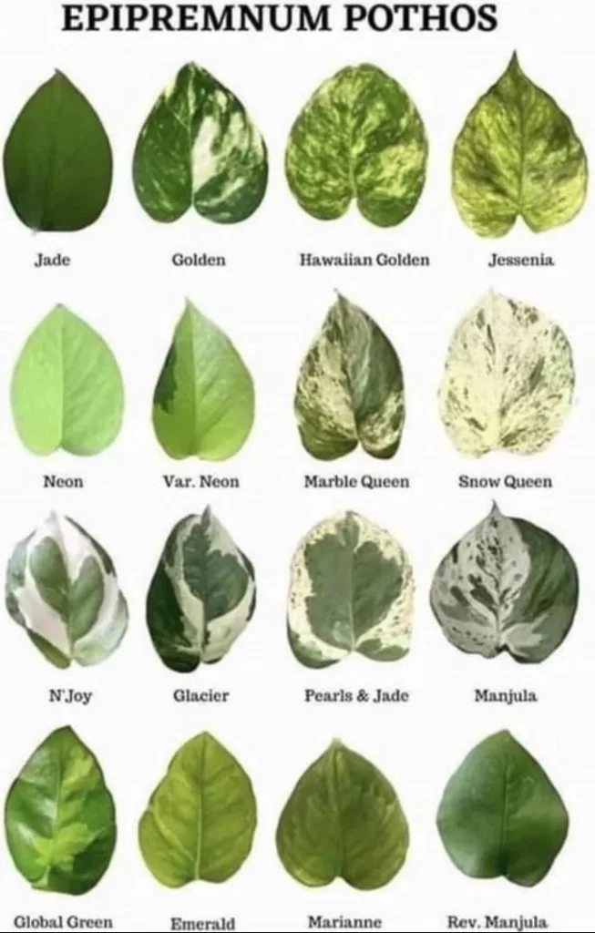 how-many-tipes-of-pothos-are-there-v0-uf680vvx0y3c1 انواع پوتوس