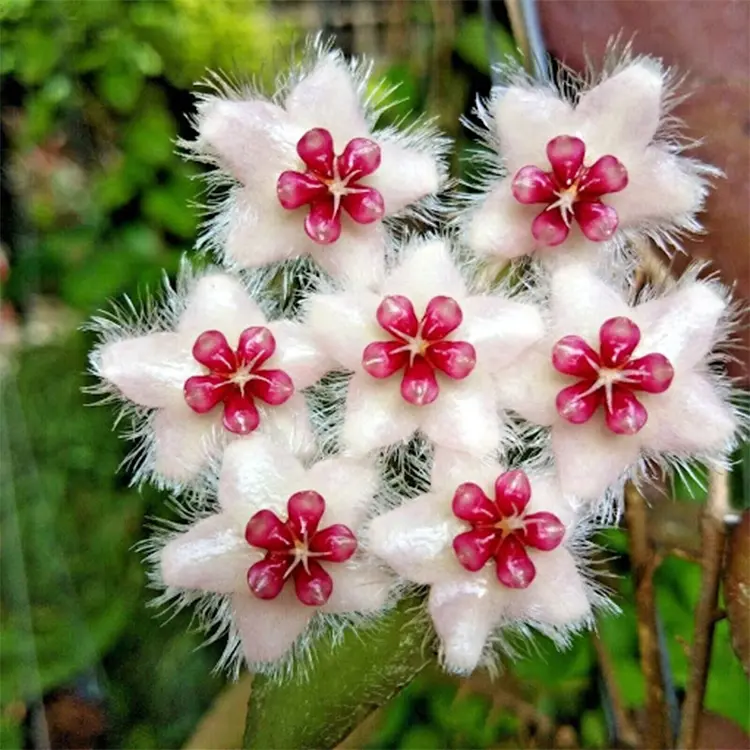 هویا کوداتا سوماترا 2 کوداتا