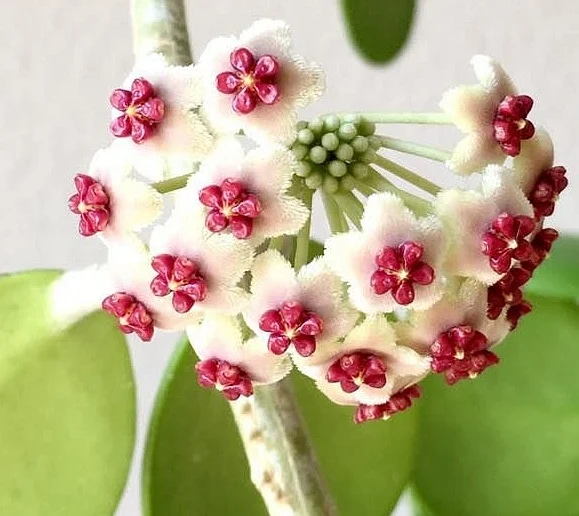 hoya-kerrii هویا و بیماری