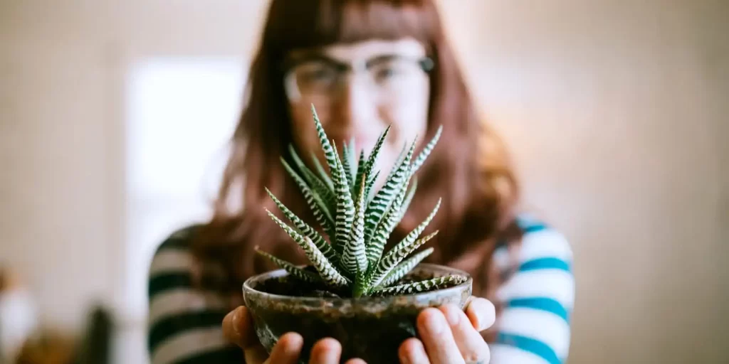 indoor-plant-today-main-190510-02 بهترین گیاهان آپارتمانی برای مبتدیان