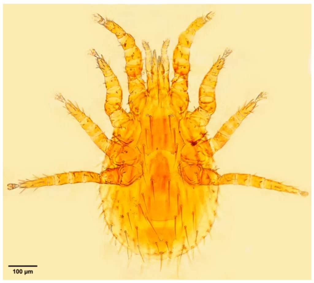 insects-16-00305-g0A4 کنه زرد شرقی