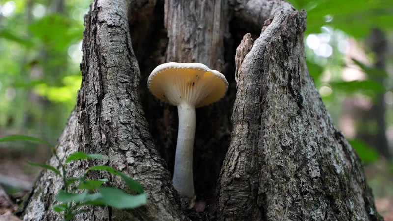 mushroom-fungi-photosynthesize-sunlight قارچ های جنگل
