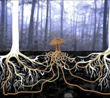 mushrooms 1 e1686818423419