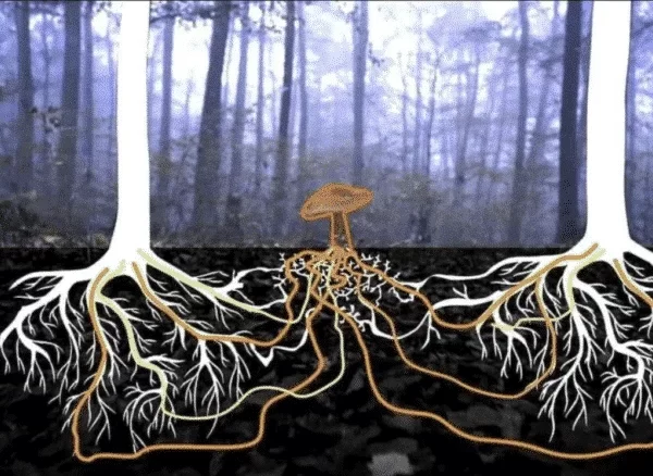 mushrooms 1 e1686818423419