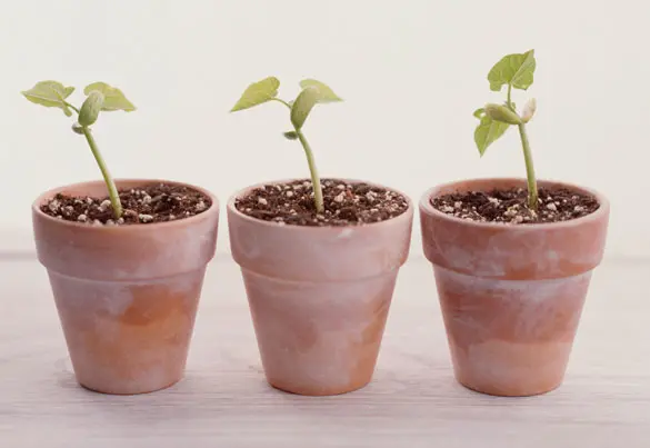 music-and-plants-1dnn8np موزیک برای گیاهان