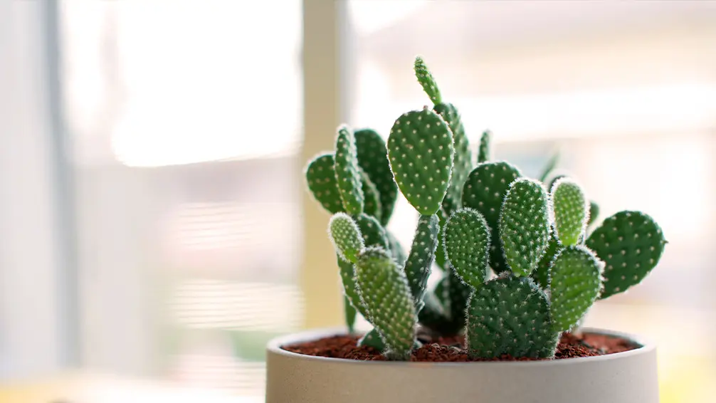 pfas-collect-colorful-cute-cacti-bunny-ear-cactus کاکتوس و ساکولنت