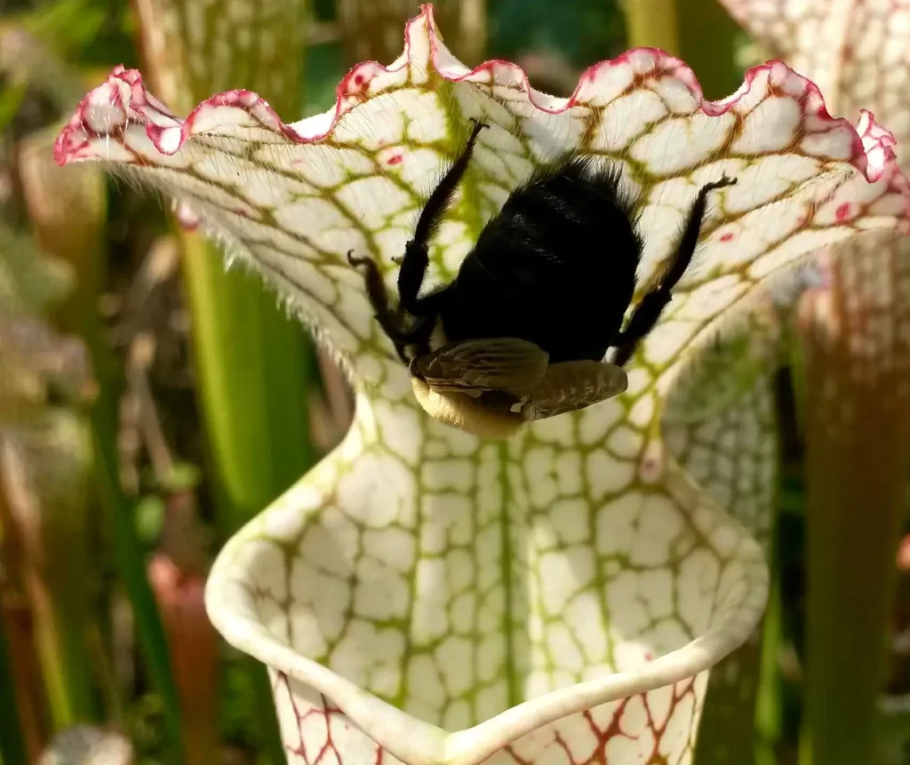 pitcher-plant گیاه گوشتخوار