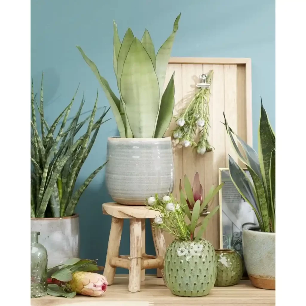 sansevieria-moonshine-2 سانسوریا تهران