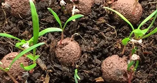 seed-ball-germination_-e1500316044318 بمب های بذر