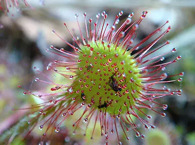 sundew-e1734516916540 گیاه گوشتخوار