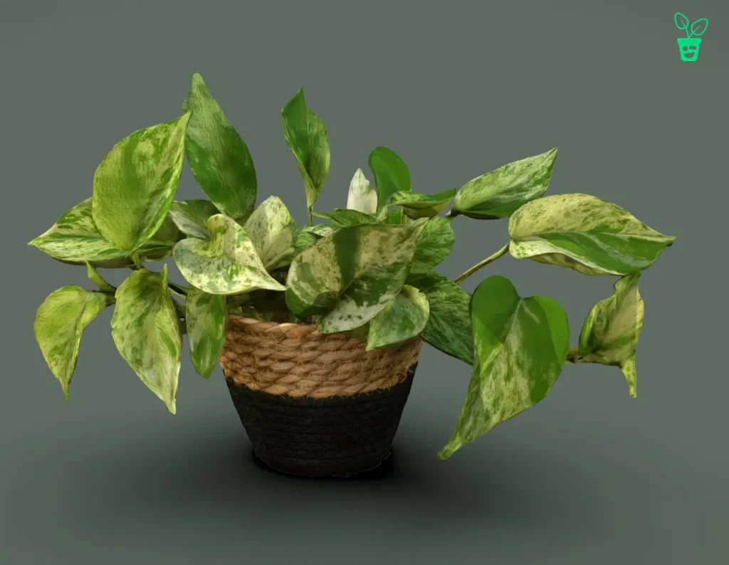 نگهداری گیاه پوتوس