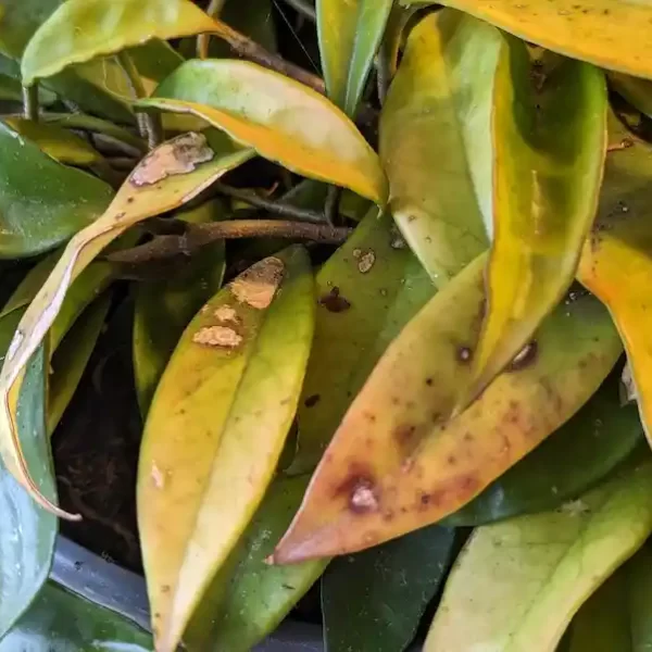 بیماری‌های گیاه آپارتمانی هویا