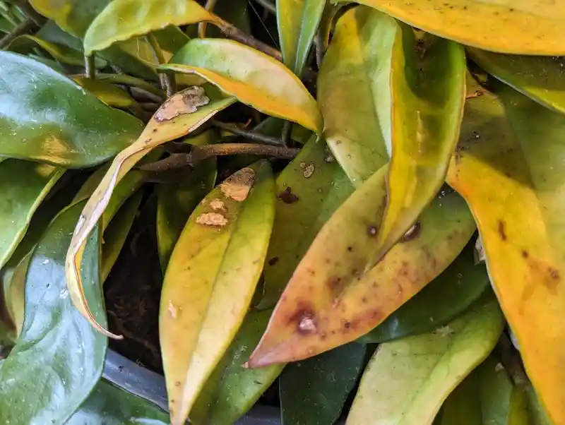 white and brown spots on hoya leaf