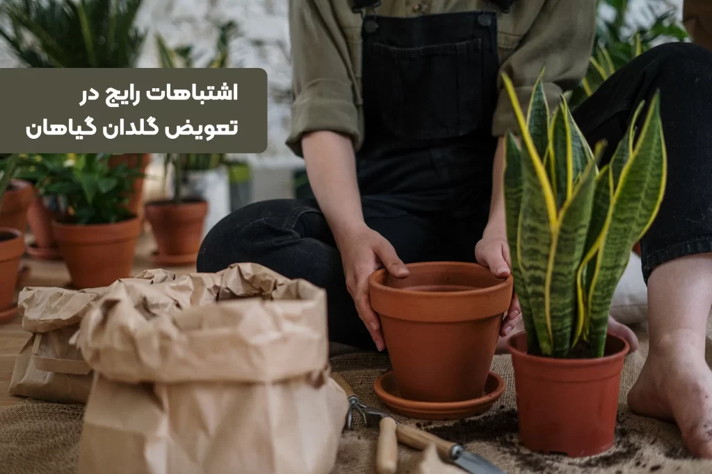 اشتباهات رایج در تعویض گلدان گیاهان اشتباهات رایج در تعویض گلدان گیاهان