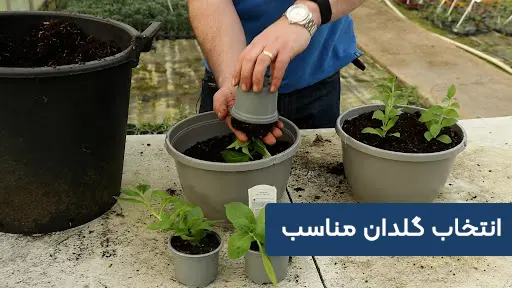 انتخاب گلدان مناسب انتخاب گلدان مناسب