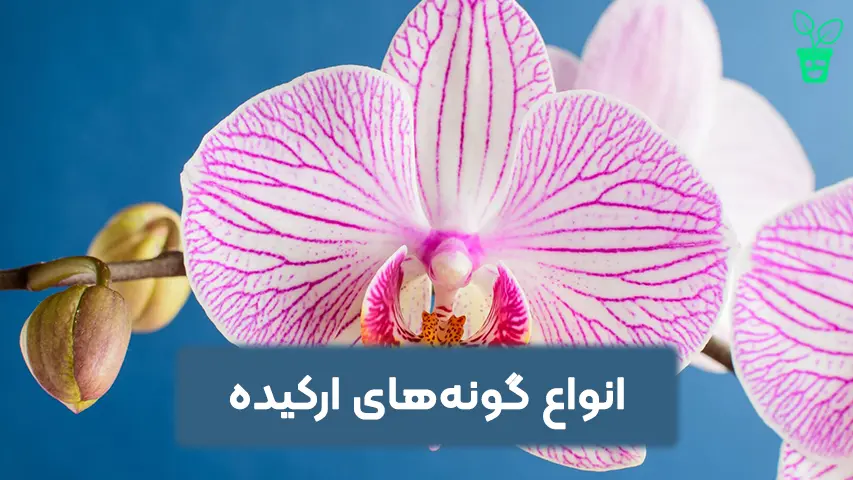 انواع گونه_های ارکیده انواع گونههای ارکیده