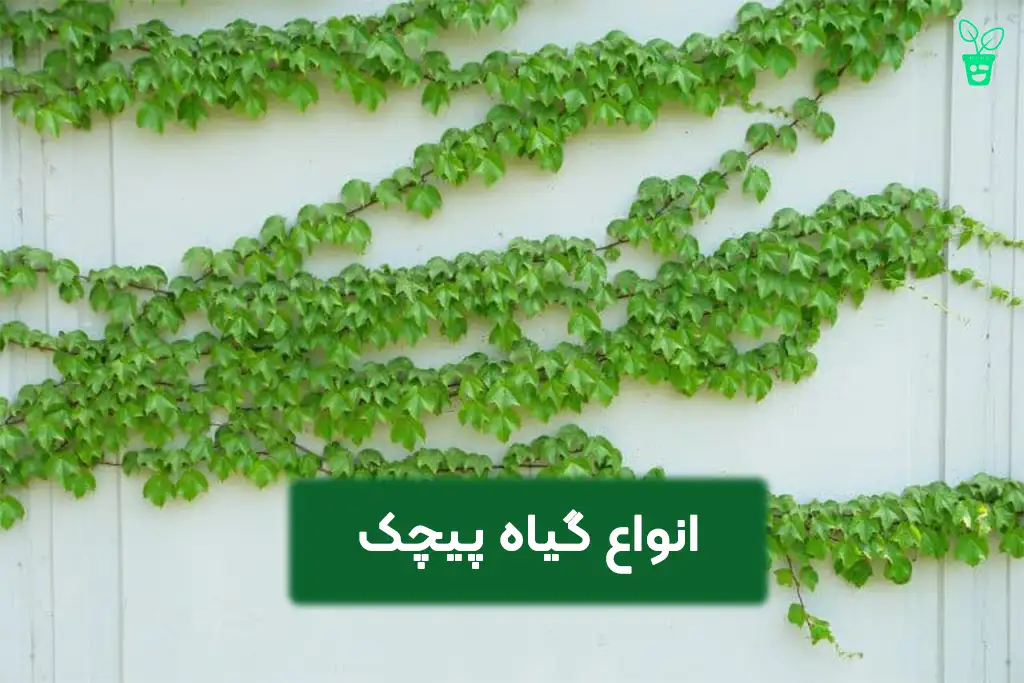 انواع گیاه پیچک انواع گیاه پیچک